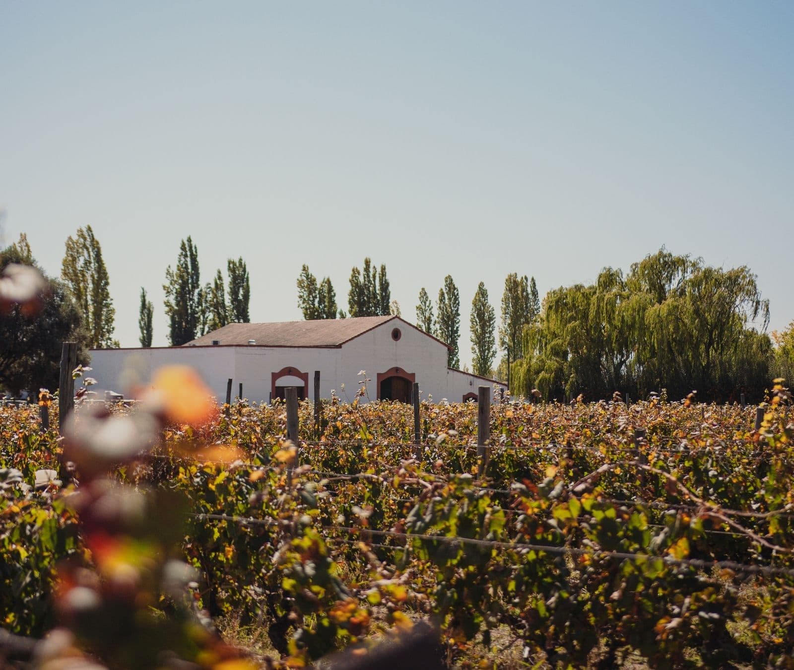 Pôr do sol nos vinhedos